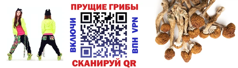 наркотики  Таштагол  Галлюциногенные грибы Cubensis 